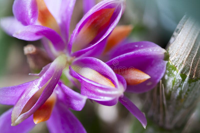 Lindas Flores De Orquídea Dendrobium, Uma Espécie De Hibiki Orquídeas  Tropicais Em Plena Floração Imagem de Stock - Imagem de pêssego, pétala:  198246823