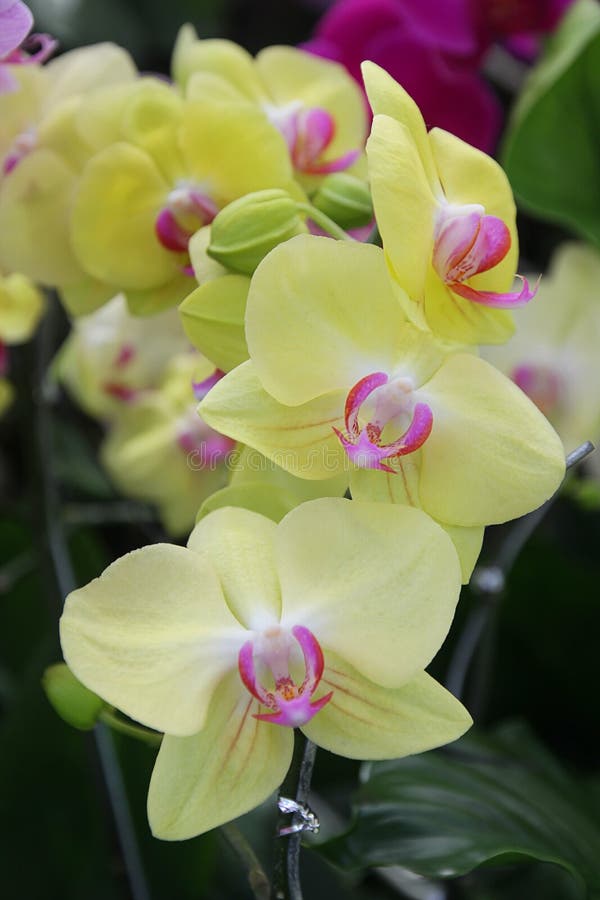 Lindas Flores De Orquídea Phalaenopsis De Cor Amarela No Jardim Imagem de  Stock - Imagem de vermelho, cena: 164201955