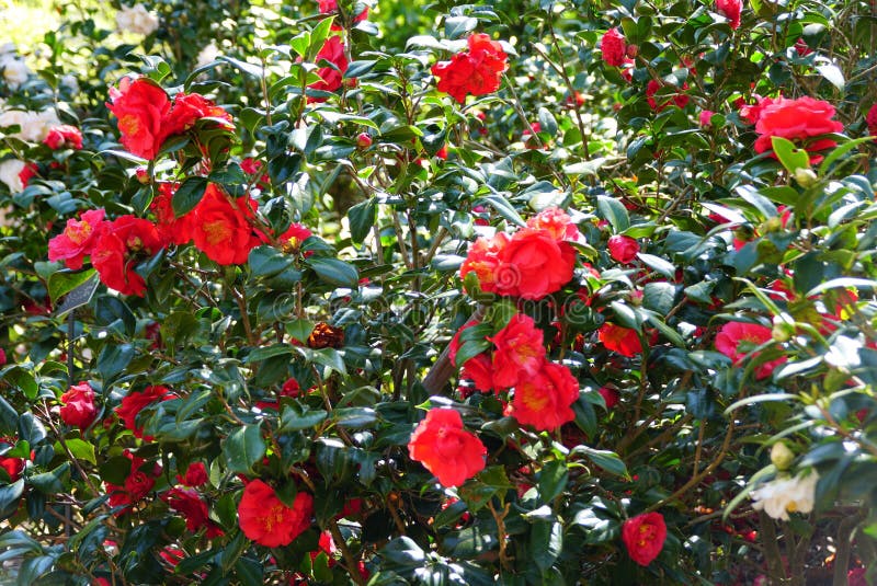 Lindas Flores Vermelhas Da Camellia Japonica Mathotiana Rubra Imagem de  Stock - Imagem de camélia, brilhante: 212494055