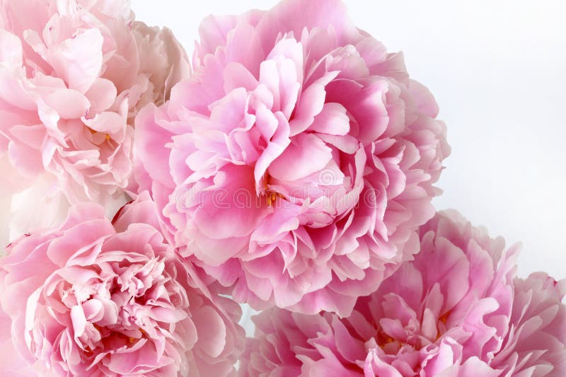 Mato De Peões No Jardim. Lindos Botões Cor-de-rosa Escuros Das Flores De  Verão. Cor De Peony Flor Bordeaux Foto de Stock - Imagem de nave,  florescer: 186224360