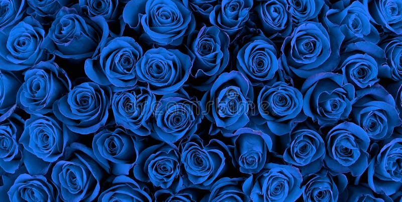 Rosas azuis imagem de stock. Imagem de presente, variedade - 44711295