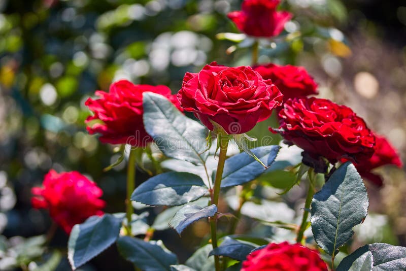 Lindas Rosas Vermelhas Perfumadas Em Um Habitat Natural Foto de Stock -  Imagem de presente, cuidado: 159001174