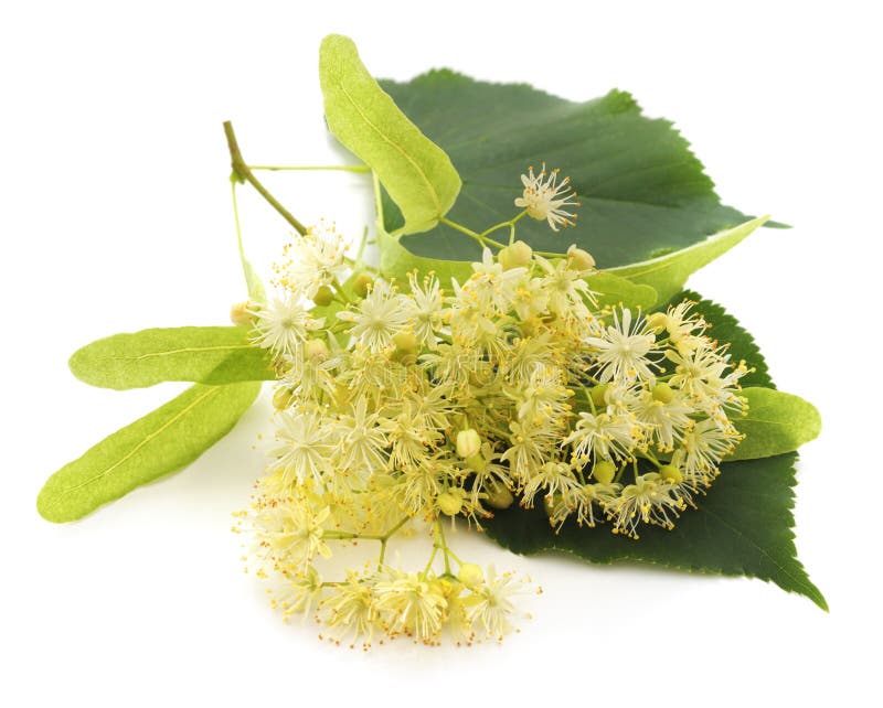 Linden blossom with leaves stock image. Image of healthy - 137563563