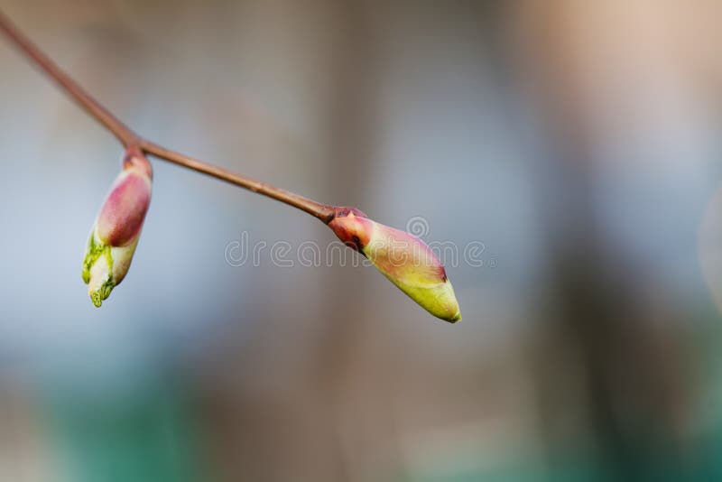 Linden bud, embryonic shoot. macro view tree branch buds, soft background. spring time concept. Linden bud, embryonic shoot. macro view tree branch buds, soft royalty free stock photos Linden bud, embryonic shoot. macro view tree branch buds, soft background. spring time concept. Linden bud, embryonic shoot. macro view tree branch buds, soft royalty free stock photos