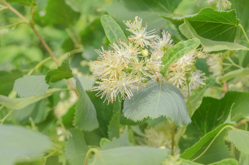 Linden Flowers Background. Lime Tree in Bloom Stock Photo Image of