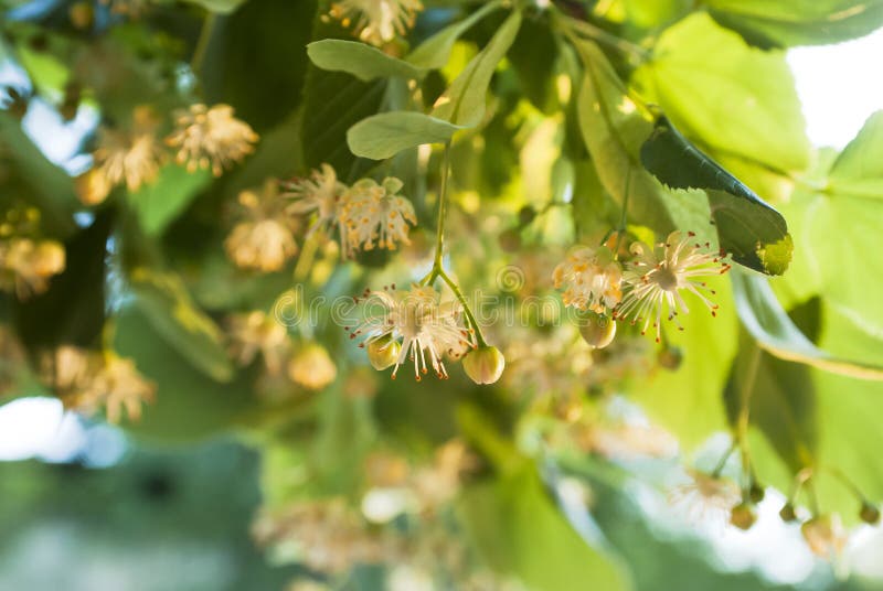Linden flowers stock photo. Image of healthy, floral 59952624
