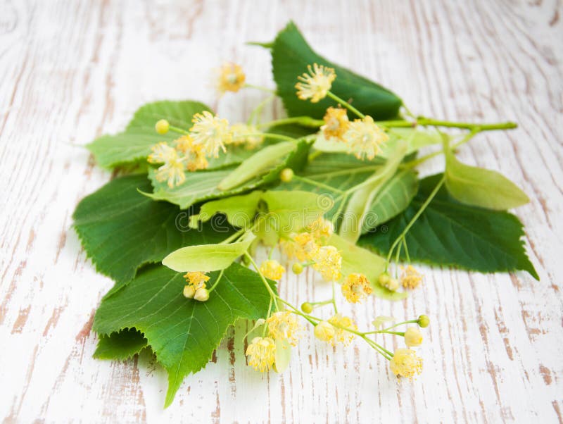 Linden flowers