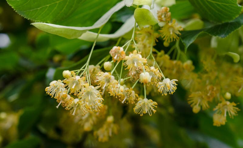 Linden Flowers in Spring Time Stock Photo - Image of healthy, light ...