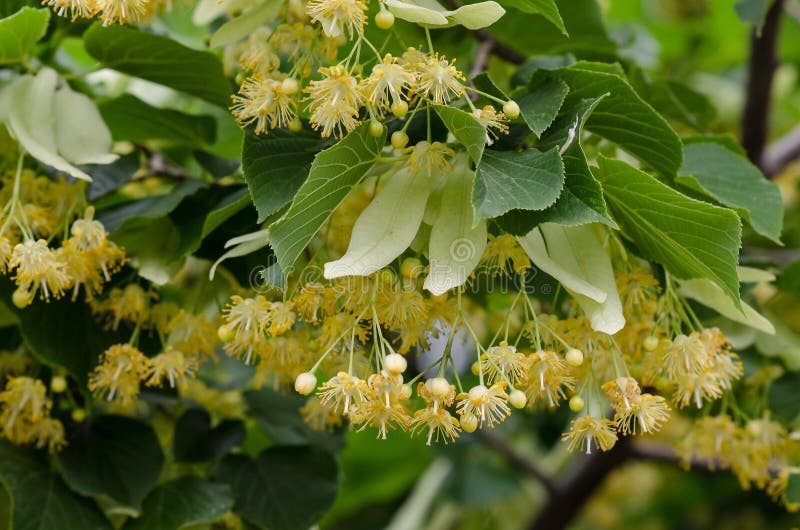 Linden flowers on the tree stock photo. Image of linden - 100813646