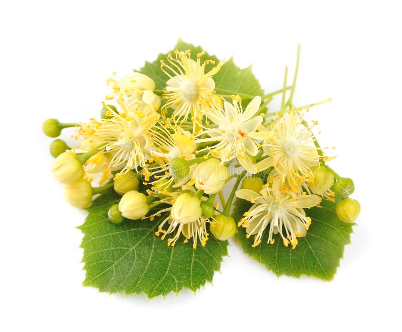 Linden flowers stock image. Image of disorders, lime - 31153647