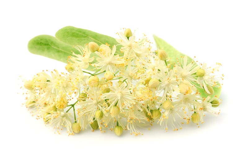 Linden flowers stock photo. Image of summer, flowers - 31529832