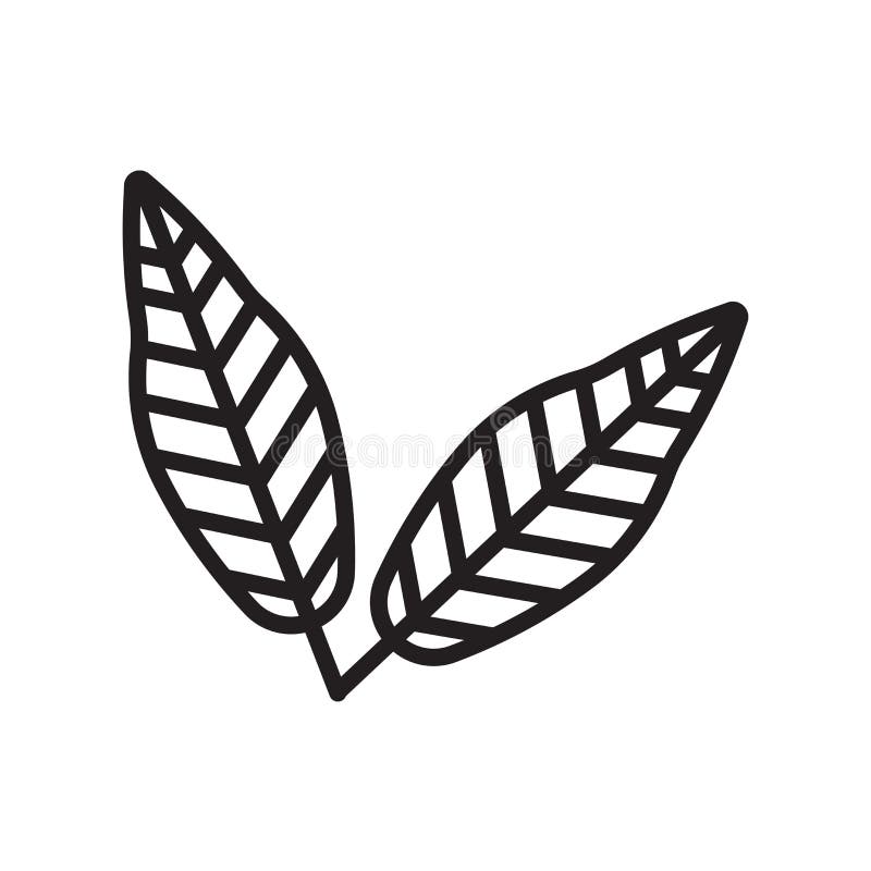 Linden Leaf Icon Vector Sign and Symbol Isolated on White Background, Linden Leaf Logo Concept