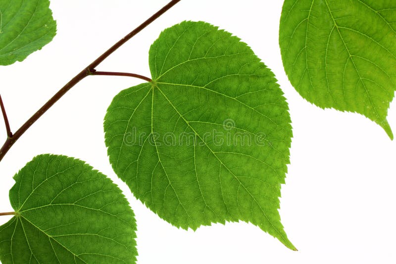 Linden leaf isolated