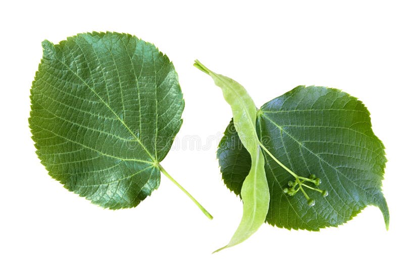 Linden leaf with seeds stock image. Image of medical 196441701
