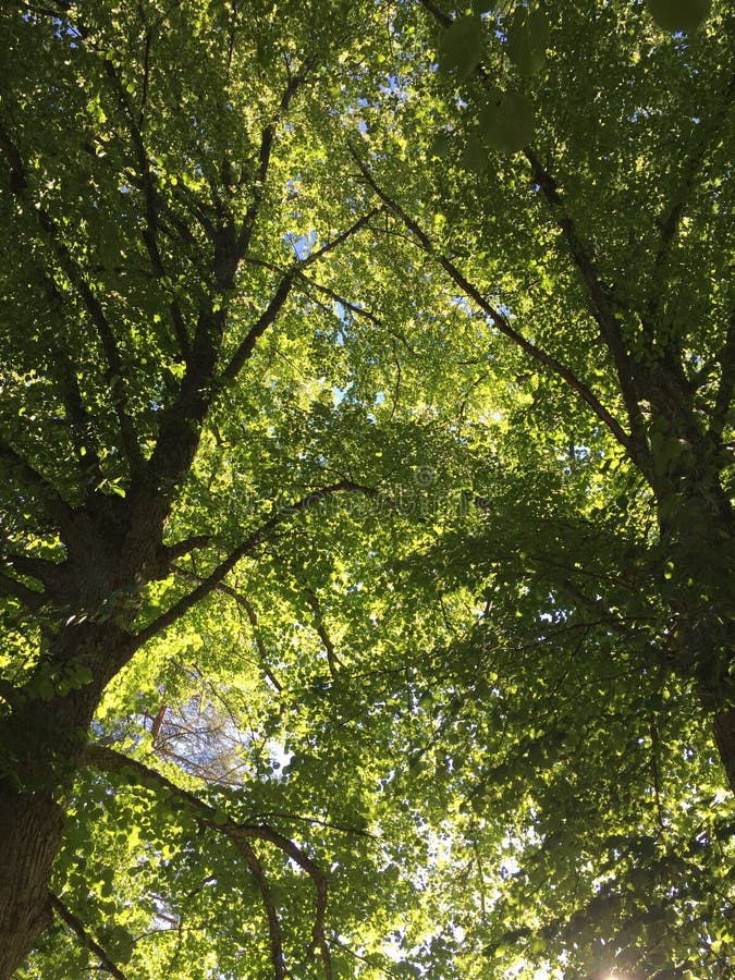 Linden tree stock image. Image of basswood, green, flowering 152776923