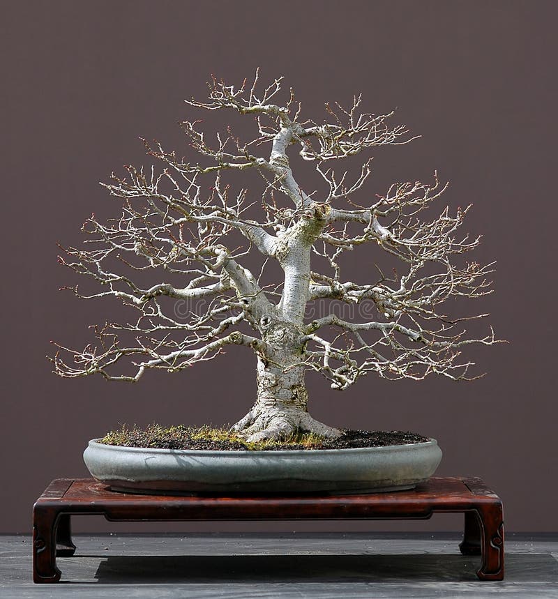 Linden tree bonsai