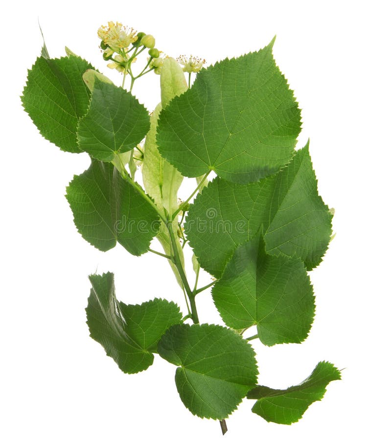Linden tree branch stock image. Image of linden, green 35162407