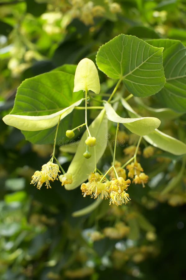 Linden tree flowers stock photo. Image of flower, blooming - 19920284