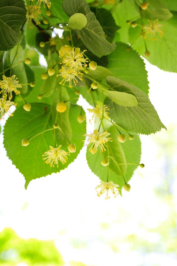 Flowers of lindentree stock photo. Image of green, leaf 9806854