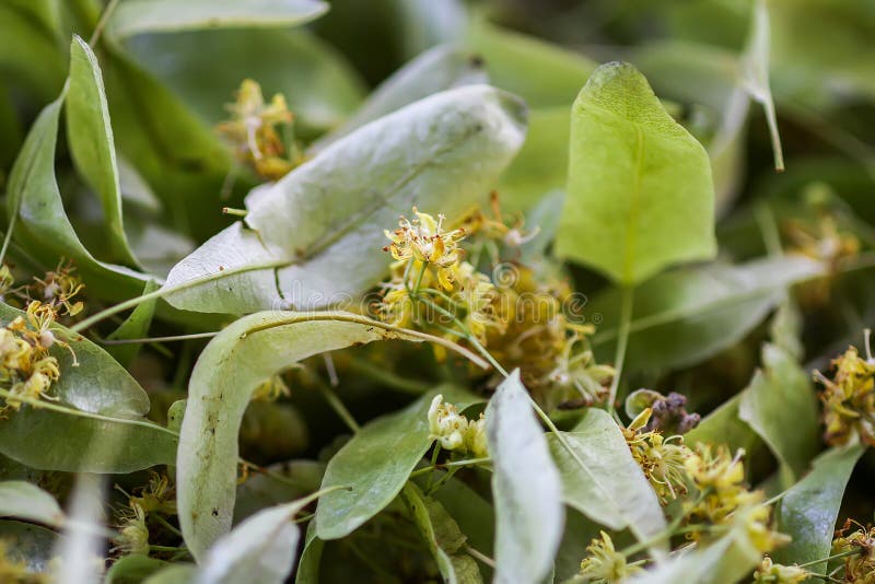 Linden Tree, Lime Tree or Tilia Dried Flowers for the Herbal Tea Stock