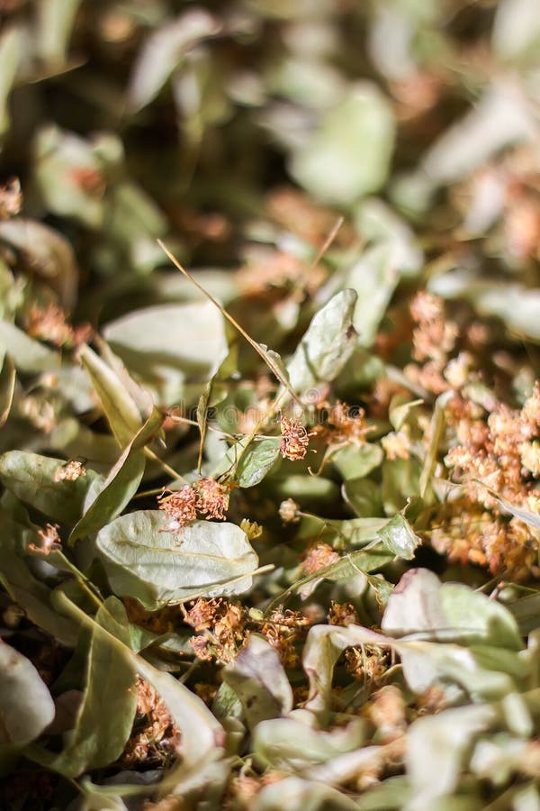 Linden Tree, Lime Tree or Tilia Dried Flowers for the Herbal Tea Stock