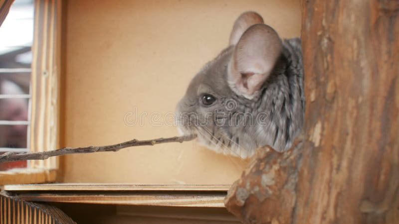 Lindo chinchilla gris picante rama de árbol hombre feedind ratón concepto de cuidado de mascotas roedor alimentación almacen de video