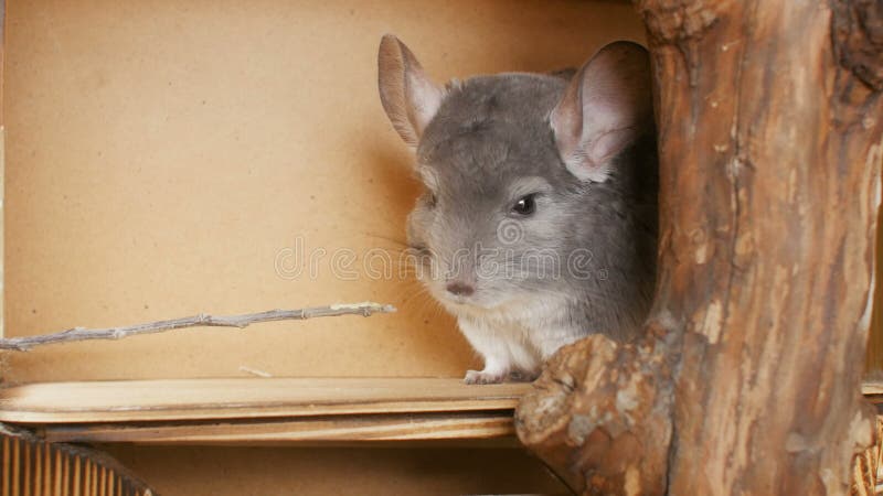 Lindo chinchilla gris picar rama de árbol hombre feedind concepto de ratón humano y comunicación mascota alimentación de roedor metrajes