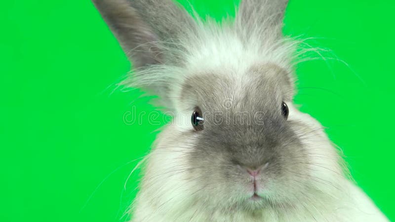 Lindo conejo gris olfateando y mirando alrededor de fondo verde en el estudio. cerrar. movimiento lento metrajes