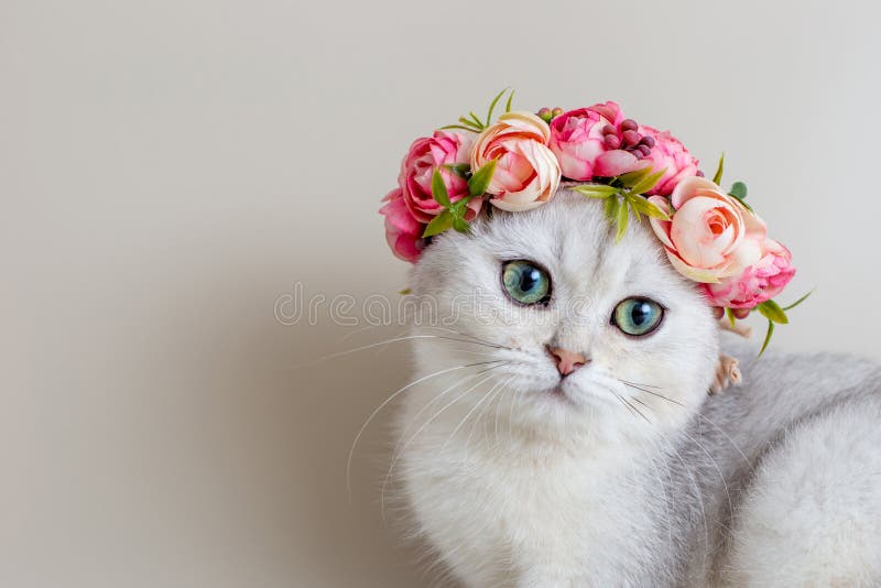 Lindo gatito blanco con una corona de flores sobre un fondo gris fotos de archivo libres de regalías