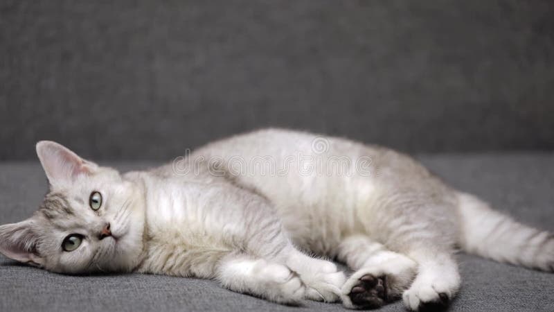 Lindo gatito escocés gris yace en un sofá gris almacen de metraje de vídeo
