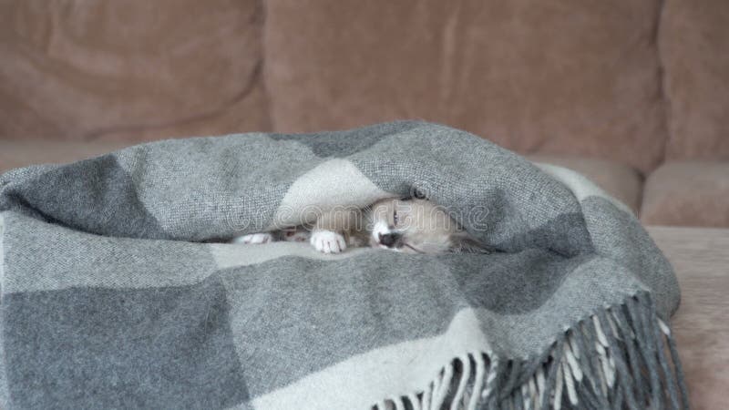 Lindo gatito gris durmiendo en el sofá en una manta metrajes