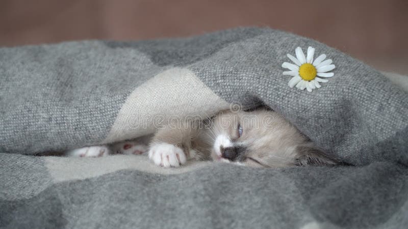 Lindo gatito gris durmiendo en el sofá en una manta almacen de metraje de vídeo