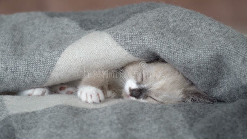 Lindo gatito gris durmiendo en el sofá en una manta almacen de video