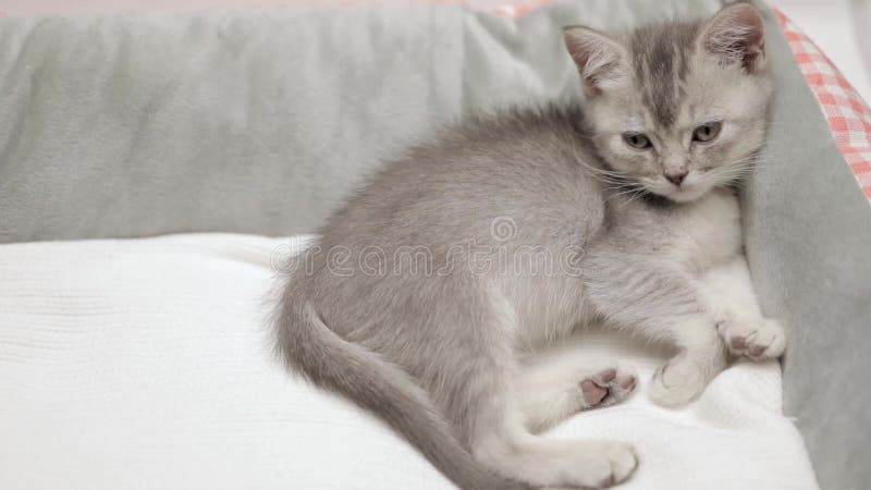 Lindo gatito gris en un fondo claro almacen de metraje de vídeo