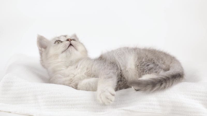 Lindo gatito gris en un fondo claro mira alrededor metrajes