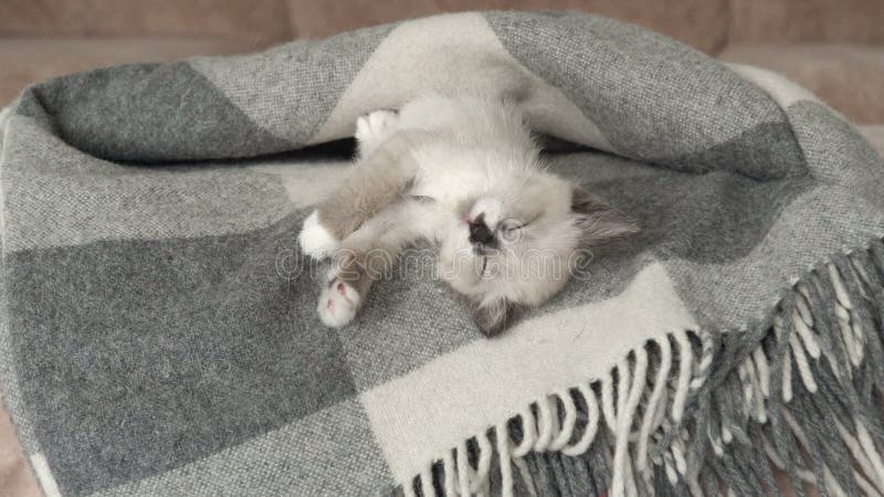 Lindo gatito gris está abierto en el sofá almacen de video