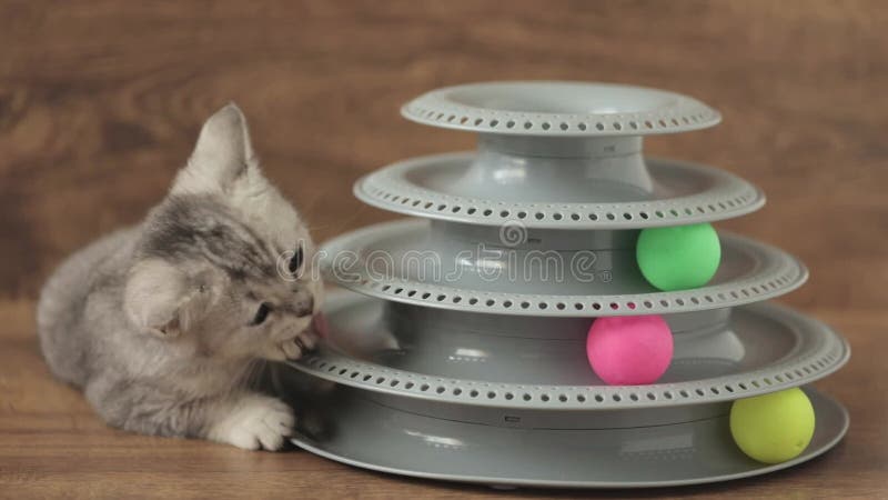 Lindo gatito gris jugando con bolas almacen de metraje de vídeo