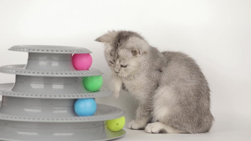Lindo gatito gris jugando con bolas almacen de video