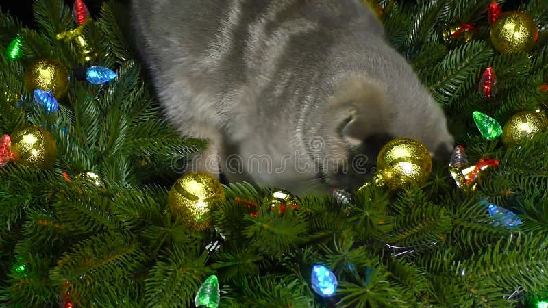 Lindo gatito gris rodeado de navidades adornadas con ramas de árboles de navidad almacen de metraje de vídeo