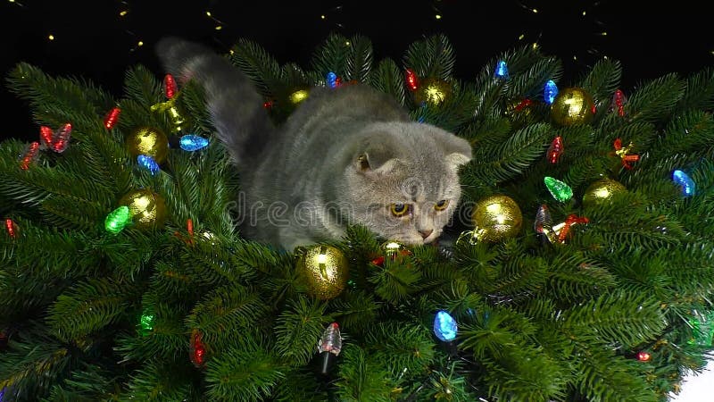 Lindo gatito gris sentado rodeado de navidades adornadas ramas de árboles de navidad metrajes