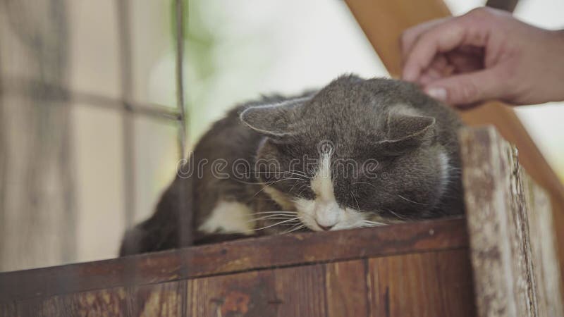 Lindo gato gris cerrar mimar almacen de video