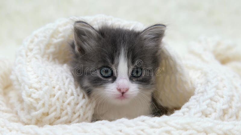 Lindo gato gris en un fondo claro metrajes