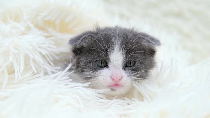 Lindo gato gris en un fondo claro almacen de video