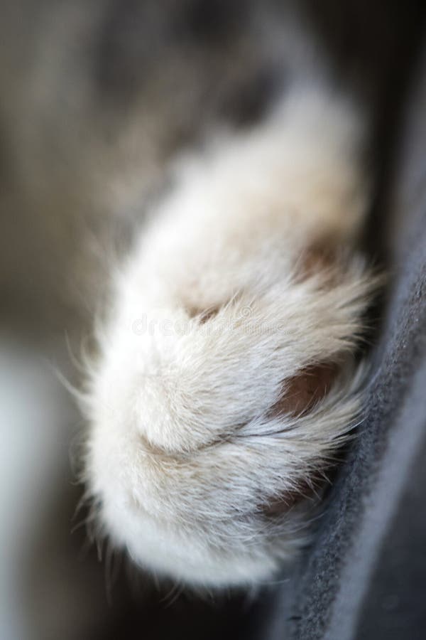 Lindo, rayado relajados y gato el dormir foto de archivo Lindo, rayado relajados y gato el dormir foto de archivo