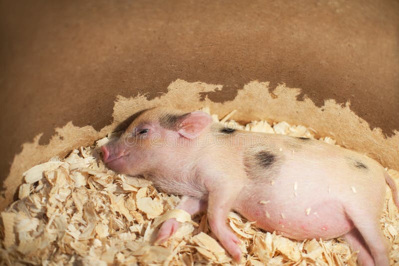 Lindo y pequeño cerdo el dormir adentro fotografía de archivo libre de regalías Lindo y pequeño cerdo el dormir adentro fotografía de archivo libre de regalías