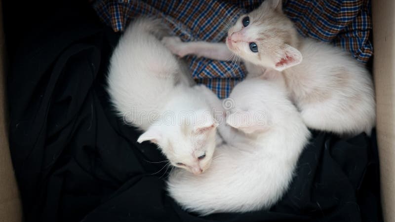 3 cute white cats lying in a box. 3 cute white cats lying in a box.