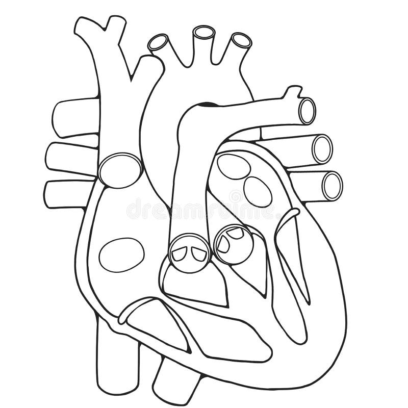 Line Art Corazón Cuerpo Humano Educación Stock de ilustración - Ilustración  de pulmonar, vena: 214742333