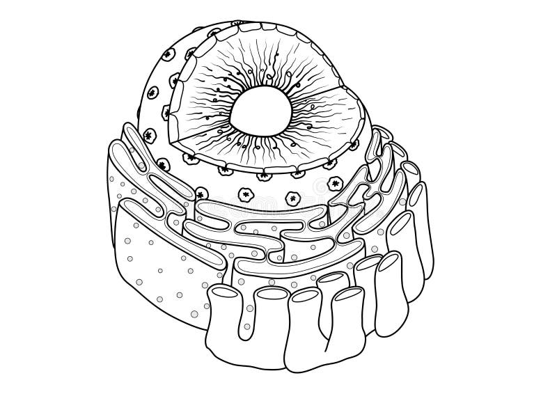 Featured image of post Drawing Picture Of Endoplasmic Reticulum On the surface of the rough er there are ribosomes