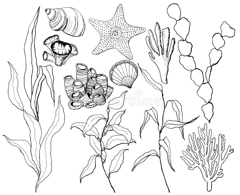 Line art underwater set with starfish, shells and coral reef plants. 