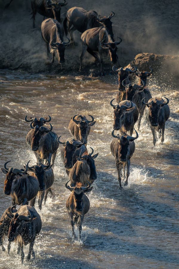 Line of blue wildebeest galloping across stream